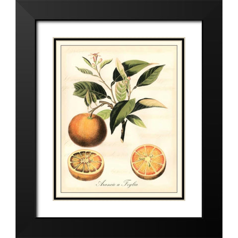 Tuscan Fruits III Black Modern Wood Framed Art Print with Double Matting by Vision Studio