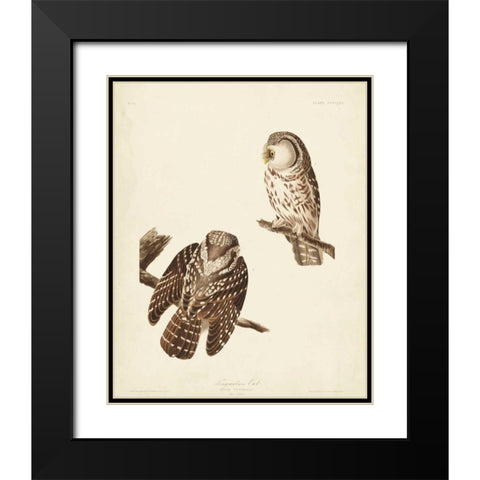 Pl 380 Tengmalms Owl Black Modern Wood Framed Art Print with Double Matting by Audubon, John James