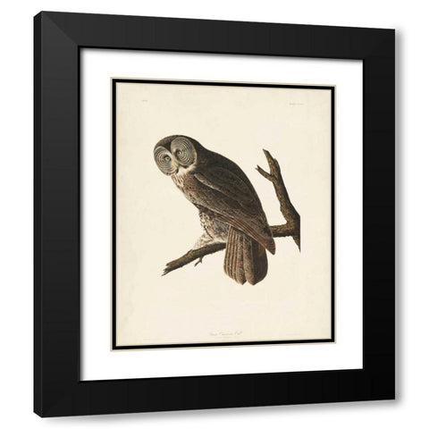 Pl 351 Great Cinereous Owl Black Modern Wood Framed Art Print with Double Matting by Audubon, John James