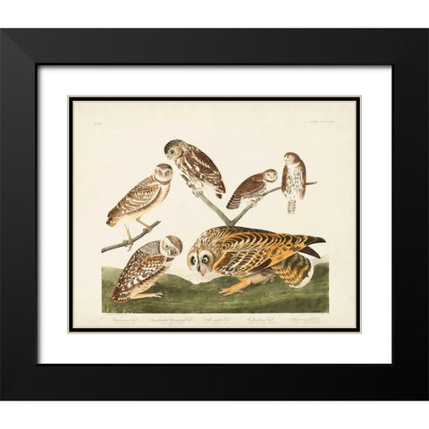 Pl 432 Burrowing Owl Black Modern Wood Framed Art Print with Double Matting by Audubon, John James