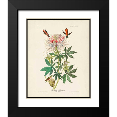 Pl 379 Ruff-necked Hummingbird Black Modern Wood Framed Art Print with Double Matting by Audubon, John James