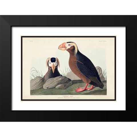 Pl 249 Tufted Auk Black Modern Wood Framed Art Print with Double Matting by Audubon, John James