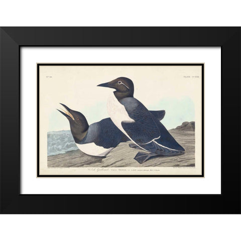 Pl 218 Foolish Guillemot Black Modern Wood Framed Art Print with Double Matting by Audubon, John James