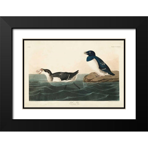 Pl 339 Little Auk Black Modern Wood Framed Art Print with Double Matting by Audubon, John James