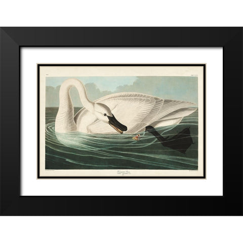 Pl 406 Trumpeter Swan Black Modern Wood Framed Art Print with Double Matting by Audubon, John James