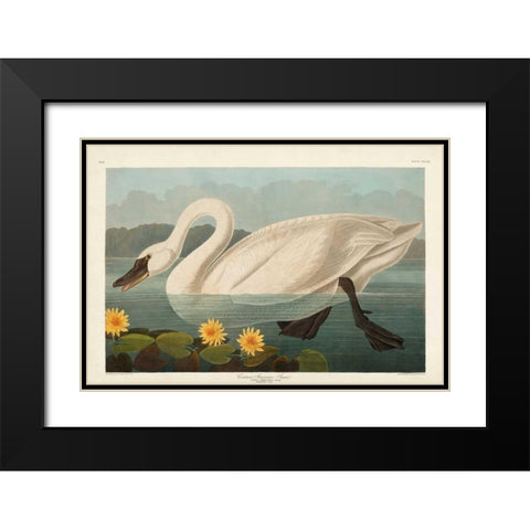 Pl 411 Common American Swan Black Modern Wood Framed Art Print with Double Matting by Audubon, John James