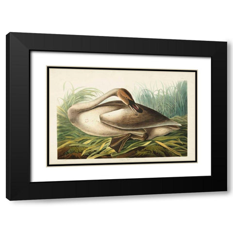 Pl 376 Trumpeter Swan Black Modern Wood Framed Art Print with Double Matting by Audubon, John James