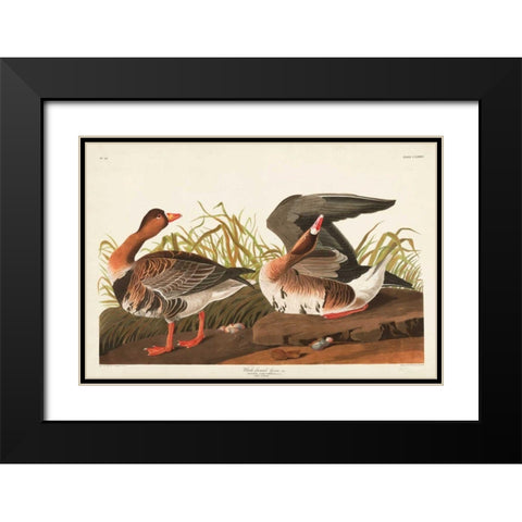 Pl 286 White-fronted Goose Black Modern Wood Framed Art Print with Double Matting by Audubon, John James