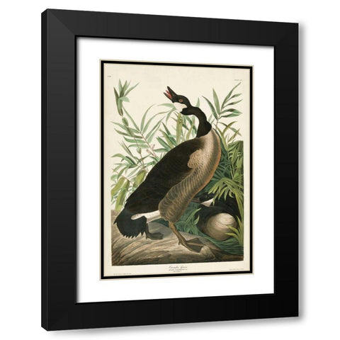 Pl 201 Canada Goose Black Modern Wood Framed Art Print with Double Matting by Audubon, John James