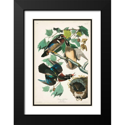 Pl 206 Wood Duck Black Modern Wood Framed Art Print with Double Matting by Audubon, John James