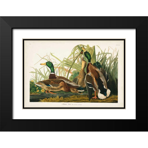 Pl 221 Mallard Duck Black Modern Wood Framed Art Print with Double Matting by Audubon, John James