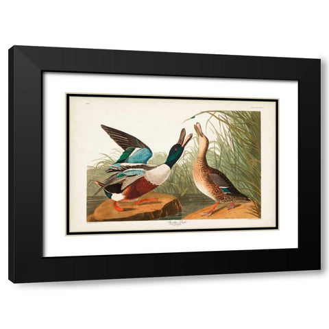 Pl 327 Shoveller Duck Black Modern Wood Framed Art Print with Double Matting by Audubon, John James