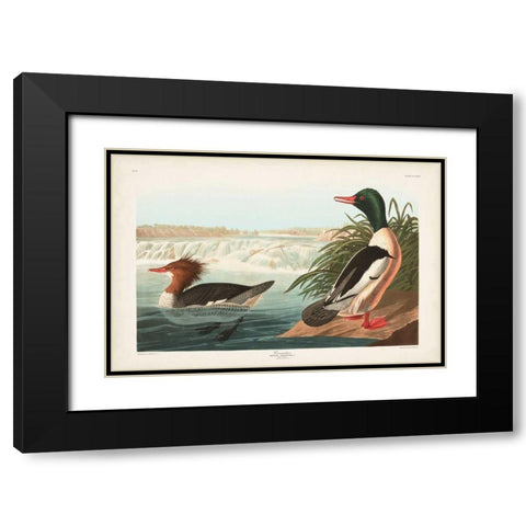 Pl 331 Goosander Duck Black Modern Wood Framed Art Print with Double Matting by Audubon, John James