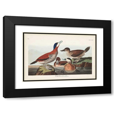 Pl 343 Ruddy Duck Black Modern Wood Framed Art Print with Double Matting by Audubon, John James