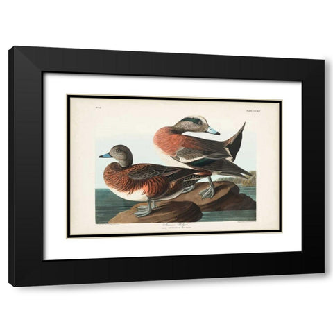 Pl 345 American Widgeon Black Modern Wood Framed Art Print with Double Matting by Audubon, John James