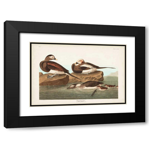 Pl 312 Long-tailed Duck Black Modern Wood Framed Art Print with Double Matting by Audubon, John James