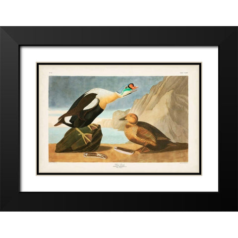 Pl 276 King Duck Black Modern Wood Framed Art Print with Double Matting by Audubon, John James