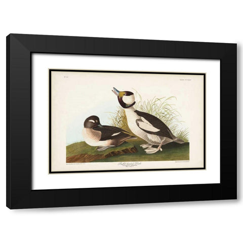 Pl 325 Buffel-headed Duck Black Modern Wood Framed Art Print with Double Matting by Audubon, John James