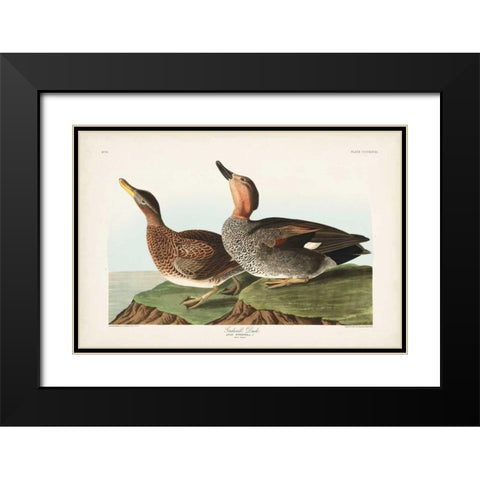 Pl 348 Galdwell Duck Black Modern Wood Framed Art Print with Double Matting by Audubon, John James