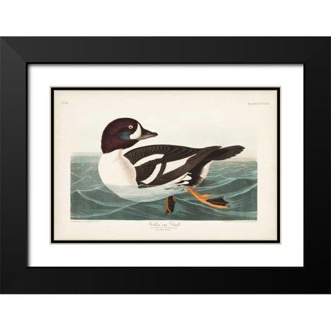 Pl 403 Golden-eye Duck Black Modern Wood Framed Art Print with Double Matting by Audubon, John James
