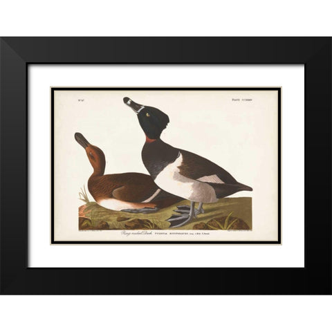 Pl 234 Ring-necked Duck Black Modern Wood Framed Art Print with Double Matting by Audubon, John James