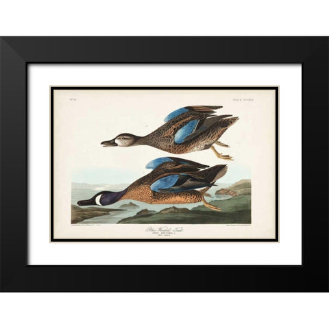 Pl 313 Blue-winged Teal Black Modern Wood Framed Art Print with Double Matting by Audubon, John James