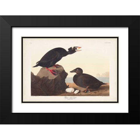 Pl 317 Black or Surf Duck Black Modern Wood Framed Art Print with Double Matting by Audubon, John James