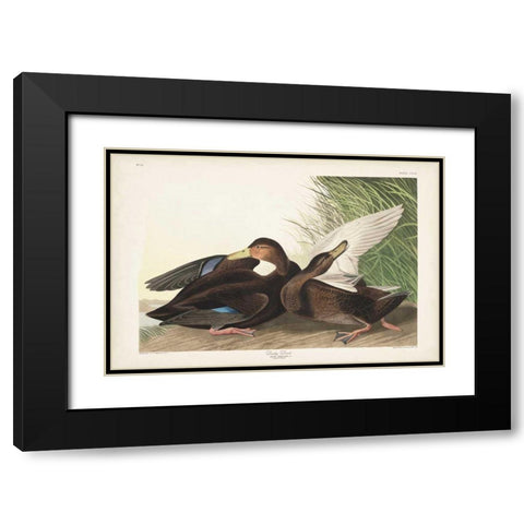 Pl 302 Dusky Duck Black Modern Wood Framed Art Print with Double Matting by Audubon, John James