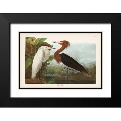 Pl 256 Purple Heron Black Modern Wood Framed Art Print with Double Matting by Audubon, John James