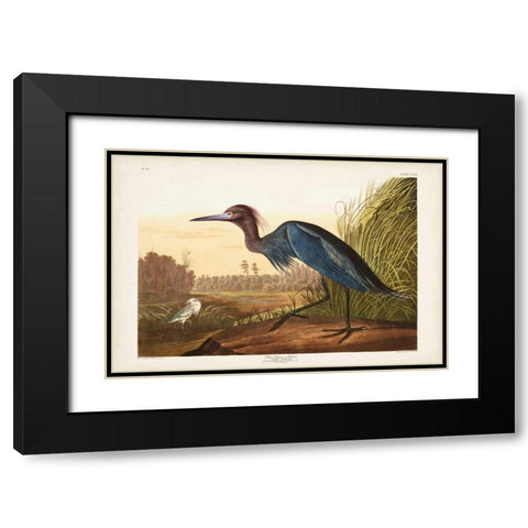 Pl 307 Blue Crane or Heron Black Modern Wood Framed Art Print with Double Matting by Audubon, John James