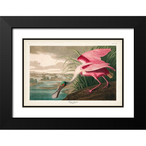 Pl 321 Roseate Spoonbill Black Modern Wood Framed Art Print with Double Matting by Audubon, John James