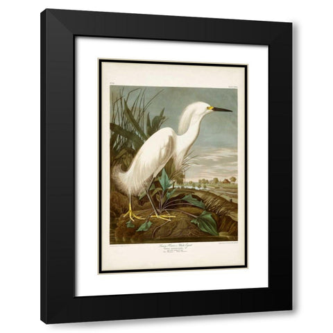 Pl 242 Snowy Heron Black Modern Wood Framed Art Print with Double Matting by Audubon, John James