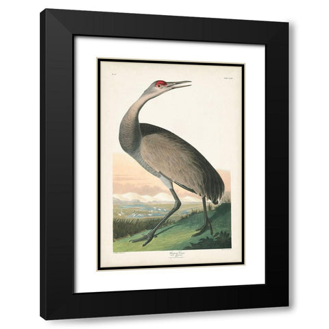 Pl 261 Hooping Crane Black Modern Wood Framed Art Print with Double Matting by Audubon, John James