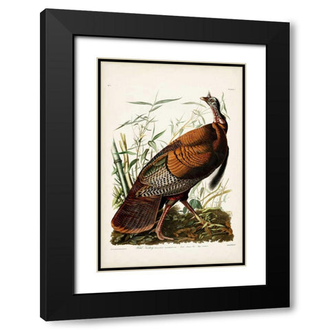 Pl 1 Wild Turkey Black Modern Wood Framed Art Print with Double Matting by Audubon, John James