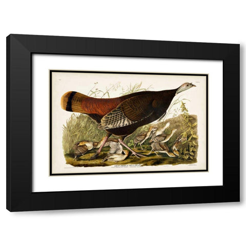 Pl 6 Great American Hen and Young Black Modern Wood Framed Art Print with Double Matting by Audubon, John James
