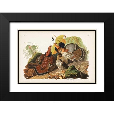 Pl 41 Ruffed Grouse Black Modern Wood Framed Art Print with Double Matting by Audubon, John James