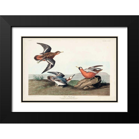 Pl 255 Red Phalarope Black Modern Wood Framed Art Print with Double Matting by Audubon, John James
