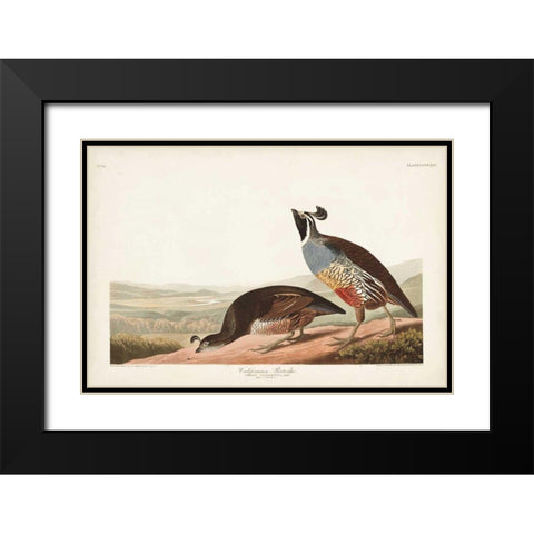 Pl 413 Californian Partridge Black Modern Wood Framed Art Print with Double Matting by Audubon, John James