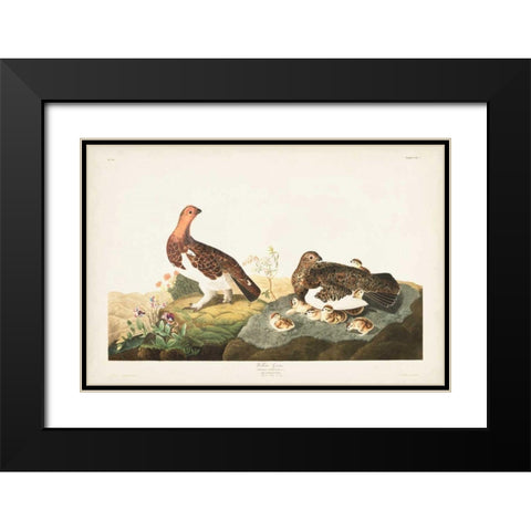 Pl 191 Willow Grouse Black Modern Wood Framed Art Print with Double Matting by Audubon, John James