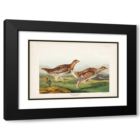 Pl 382 Sharp-tailed Grouse Black Modern Wood Framed Art Print with Double Matting by Audubon, John James