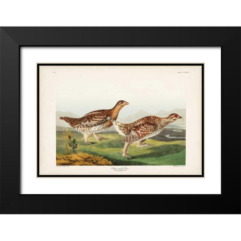 Pl 382 Sharp-tailed Grouse Black Modern Wood Framed Art Print with Double Matting by Audubon, John James