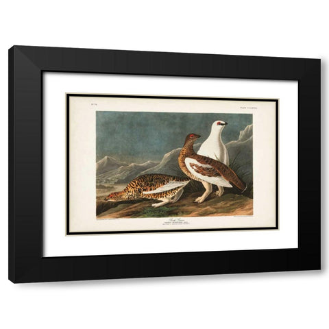 Pl 368 Rock Grouse Black Modern Wood Framed Art Print with Double Matting by Audubon, John James