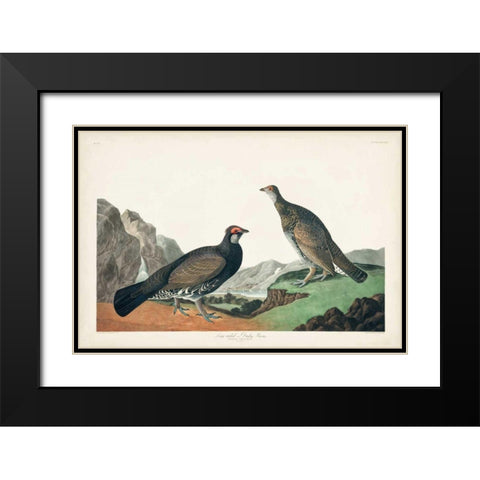 Pl 361 Long-tailed or Dusky Grouse Black Modern Wood Framed Art Print with Double Matting by Audubon, John James