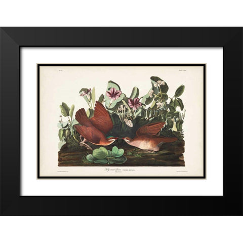 Pl 167 Key West Pigeon Black Modern Wood Framed Art Print with Double Matting by Audubon, John James