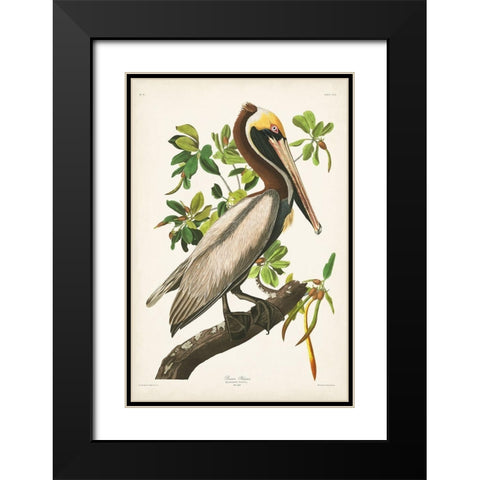 Pl 251 Brown Pelican  Black Modern Wood Framed Art Print with Double Matting by Audubon, John James