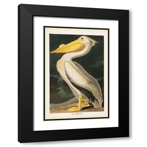 Pl 311 American White Pelican Black Modern Wood Framed Art Print with Double Matting by Audubon, John James