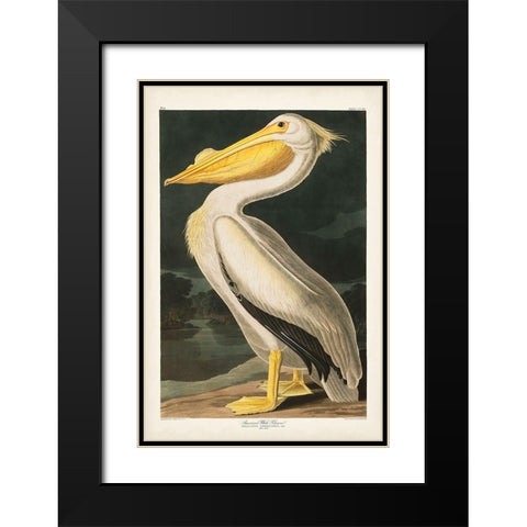 Pl 311 American White Pelican Black Modern Wood Framed Art Print with Double Matting by Audubon, John James