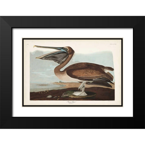 Pl 421 Brown Pelican Black Modern Wood Framed Art Print with Double Matting by Audubon, John James