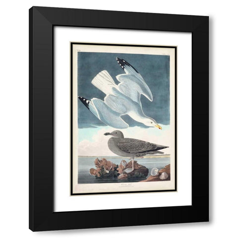 Pl 291 Herring Gull Black Modern Wood Framed Art Print with Double Matting by Audubon, John James