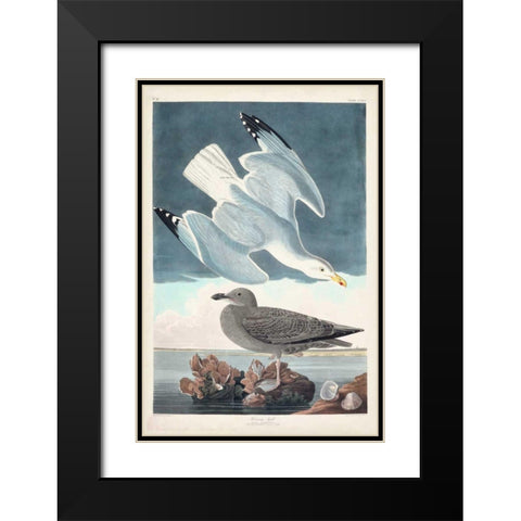 Pl 291 Herring Gull Black Modern Wood Framed Art Print with Double Matting by Audubon, John James